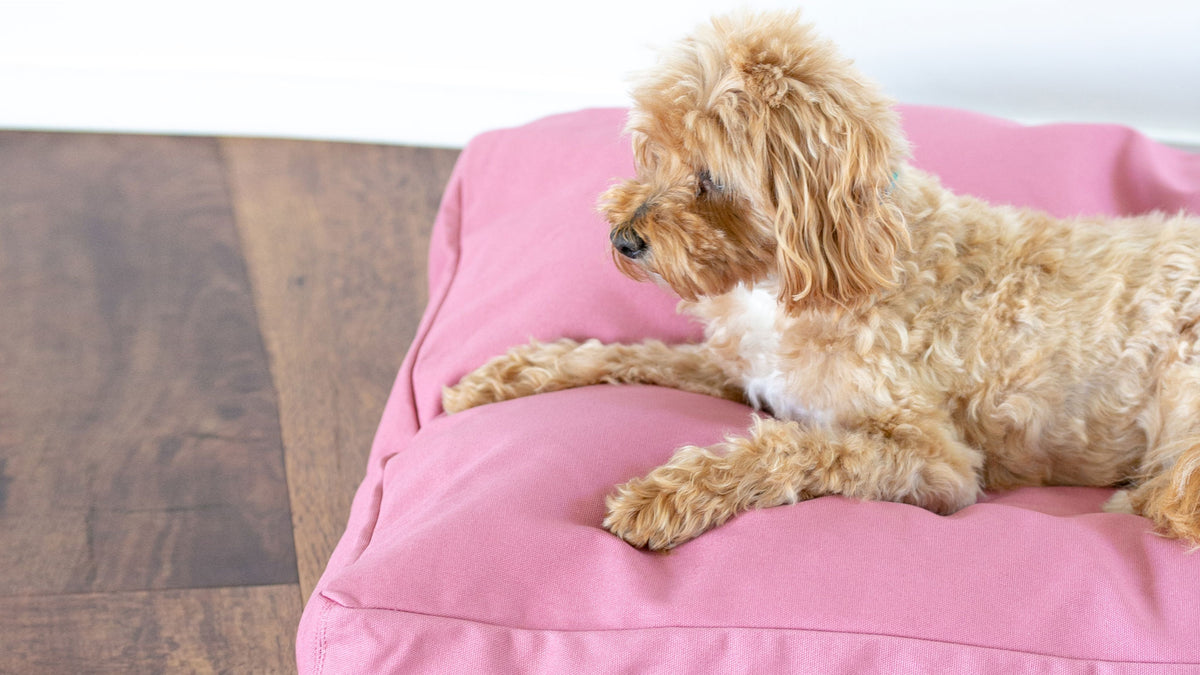 How To Clean Your Dog Bed Animals in Charge