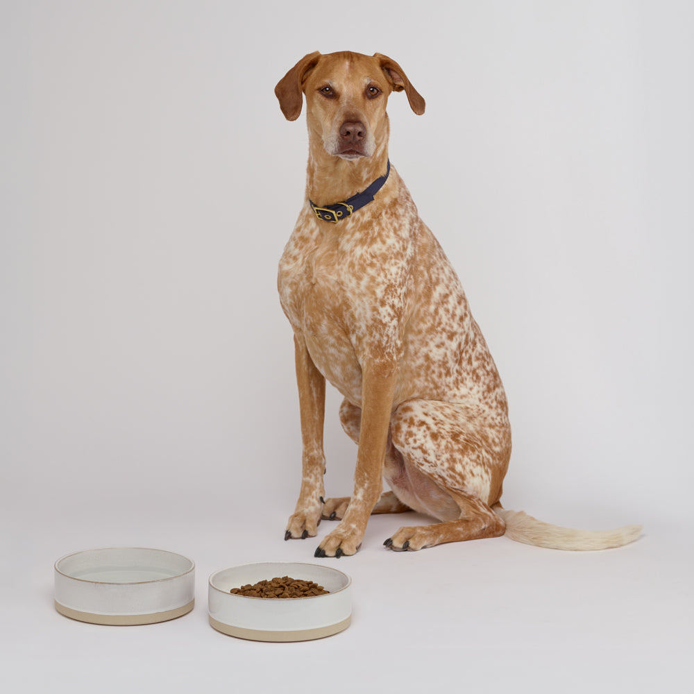 White Ceramic Dog Water Bowl - Stoneware | Animals in Charge