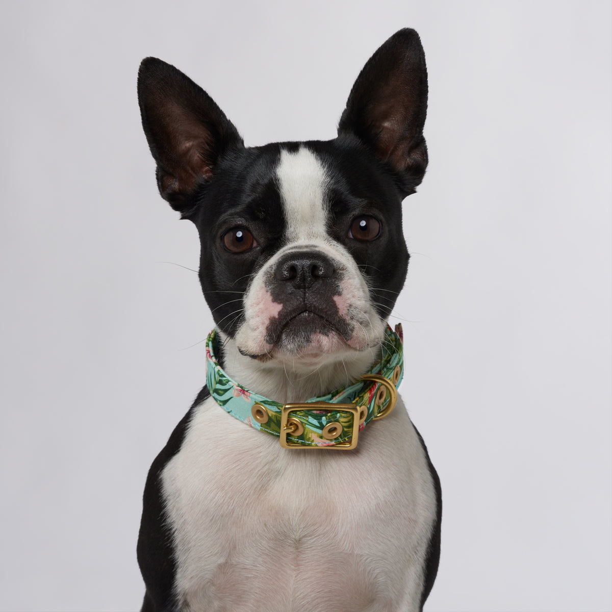 Coastal Flower Designer Dog Collar Caf Series Animals in Charge