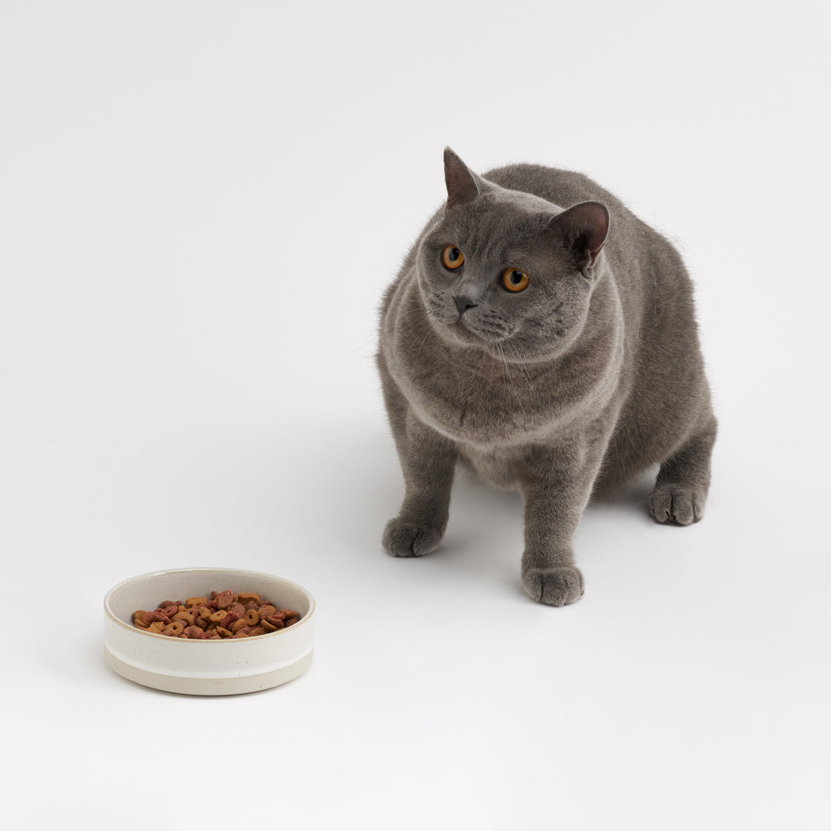 White Ceramic Dog Food Bowl - Stoneware | Animals in Charge