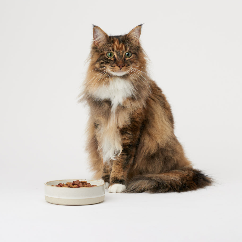 White Ceramic Cat Food Bowl