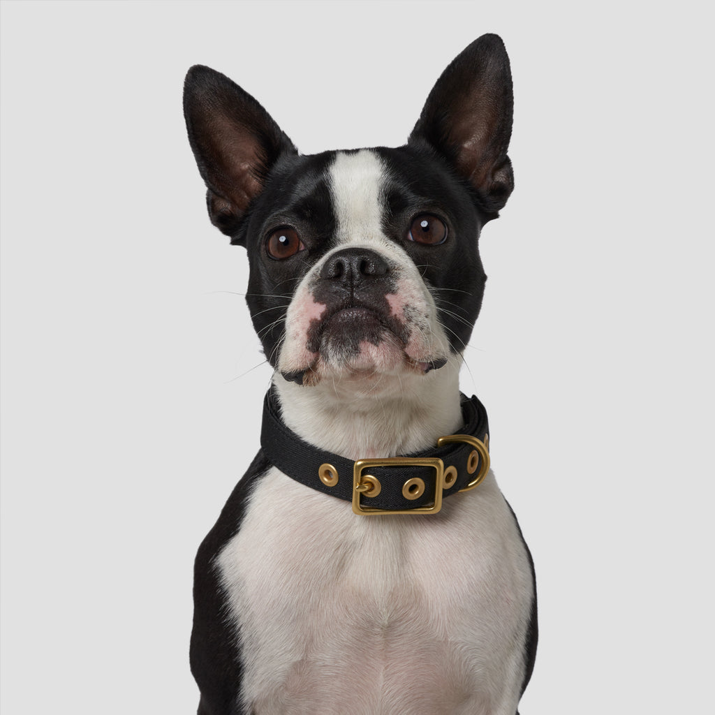 Black Recycled Canvas Dog Collar