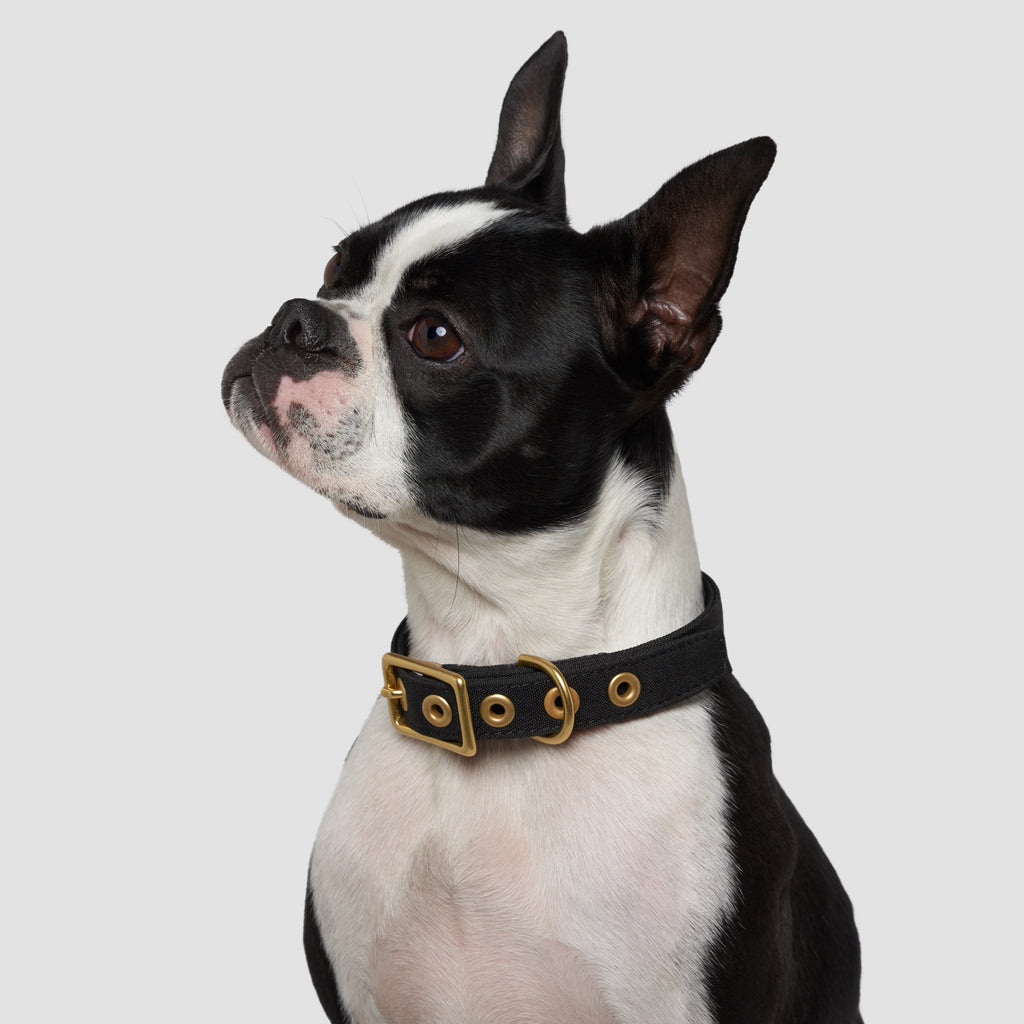 Black Recycled Canvas Dog Collar