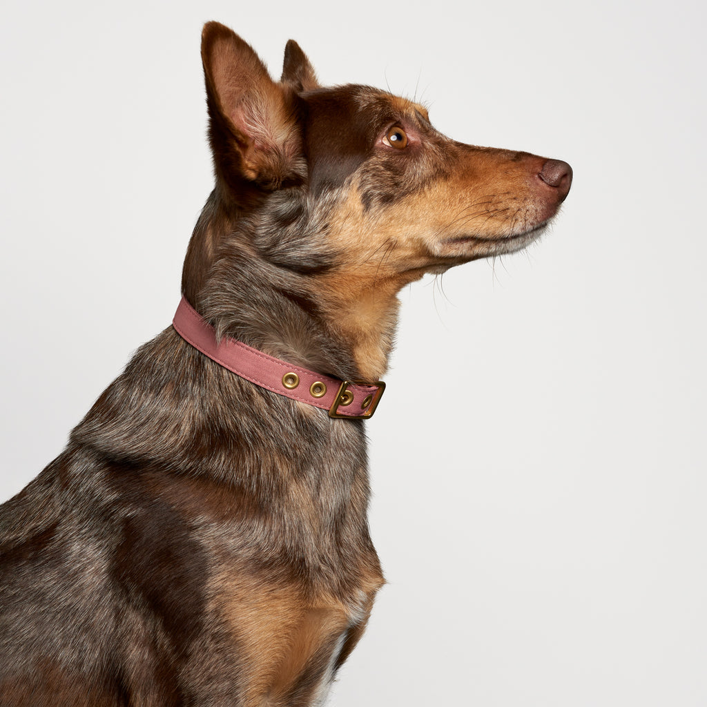 Dusty Pink Recycled Canvas Dog Collar