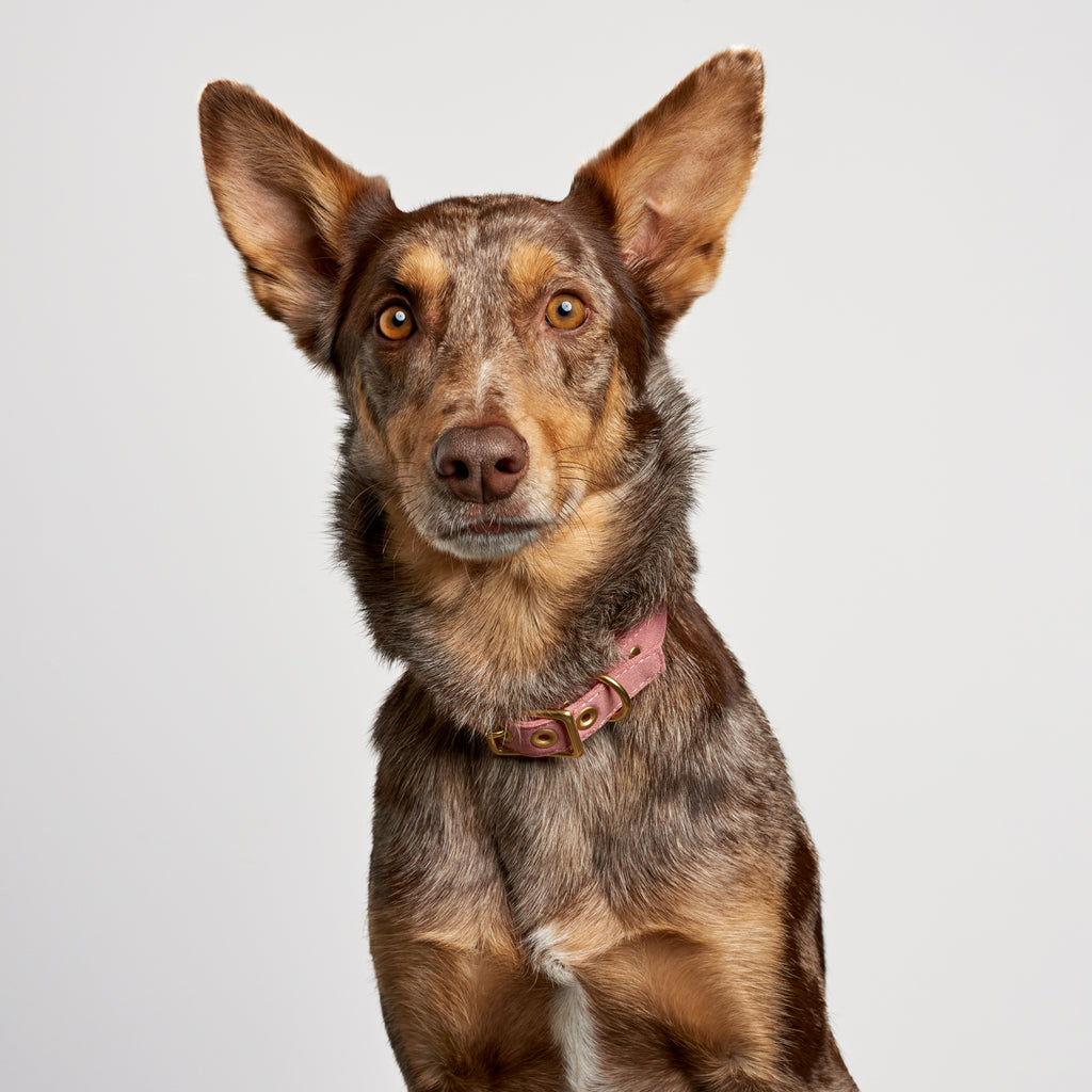 Dusty Pink Recycled Canvas Dog Collar