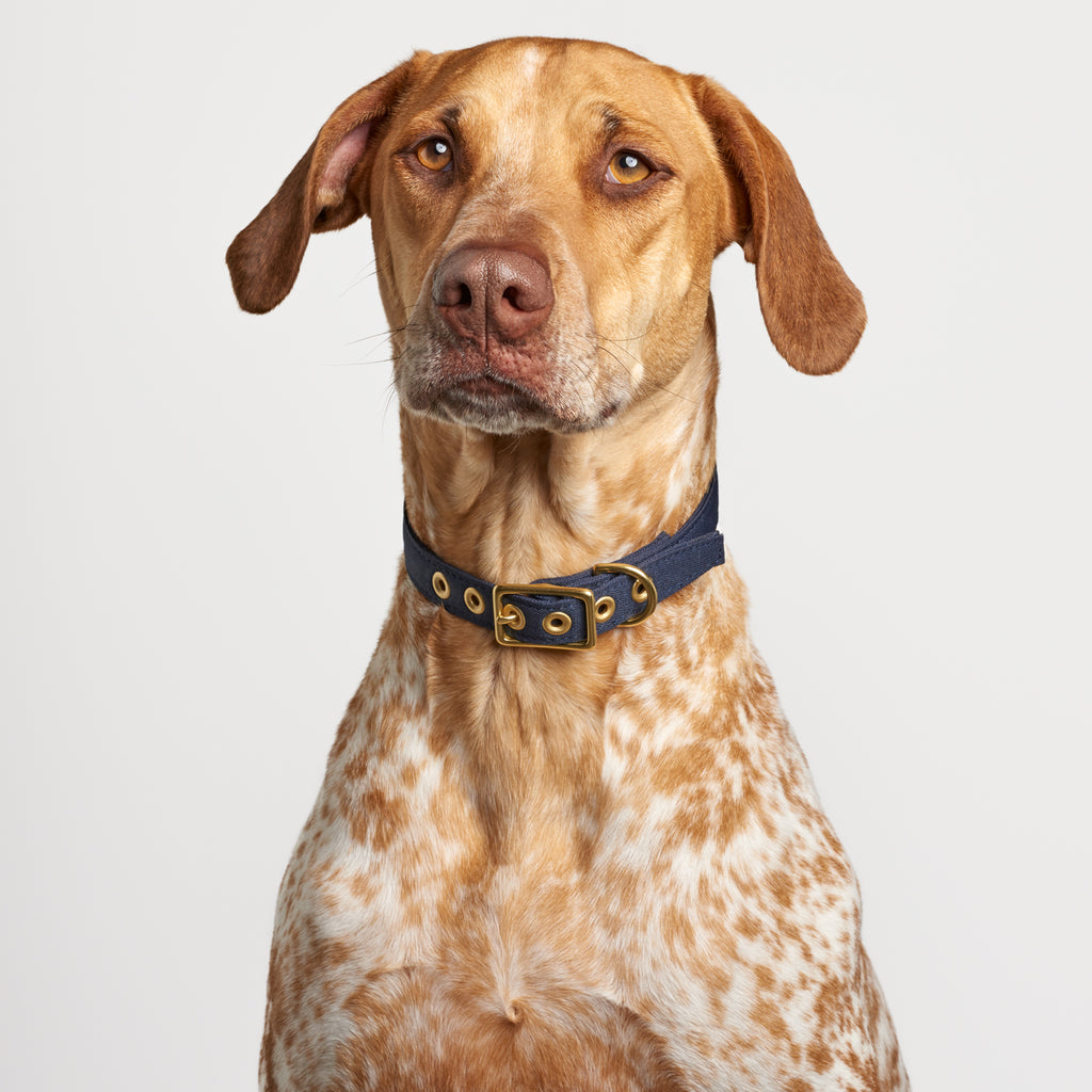 Navy Recycled Canvas Dog Collar