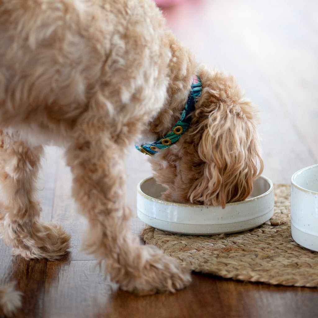 White Ceramic Dog Food Bowl