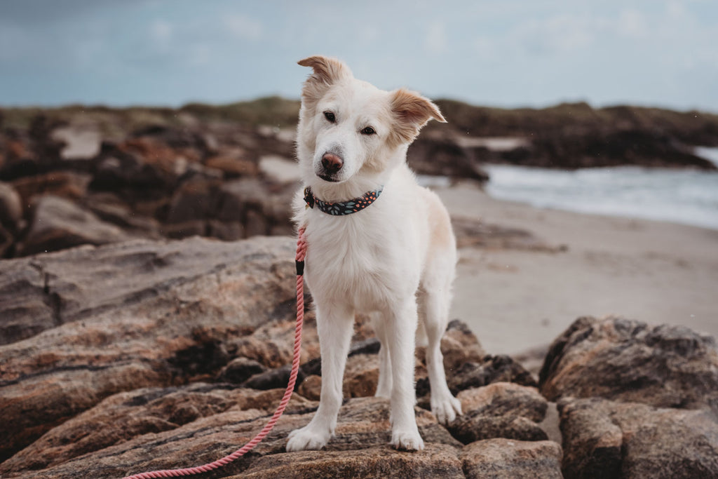 Rose Pink Rope Dog Leash