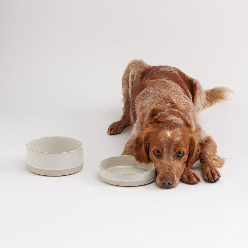 White Ceramic Dog Water Bowl