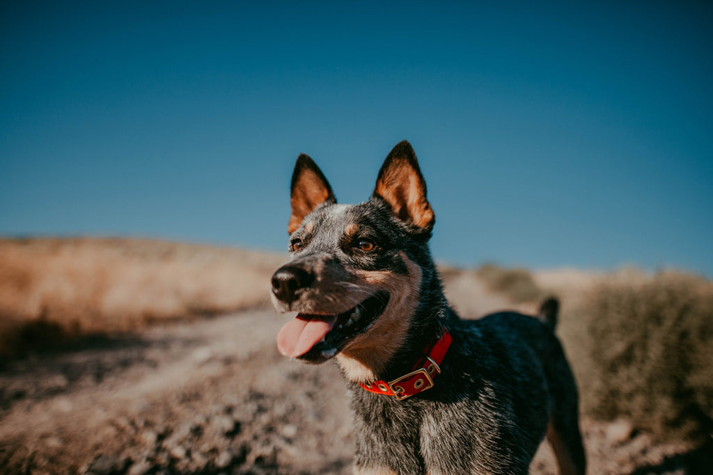 Red Recycled Canvas Dog Collar