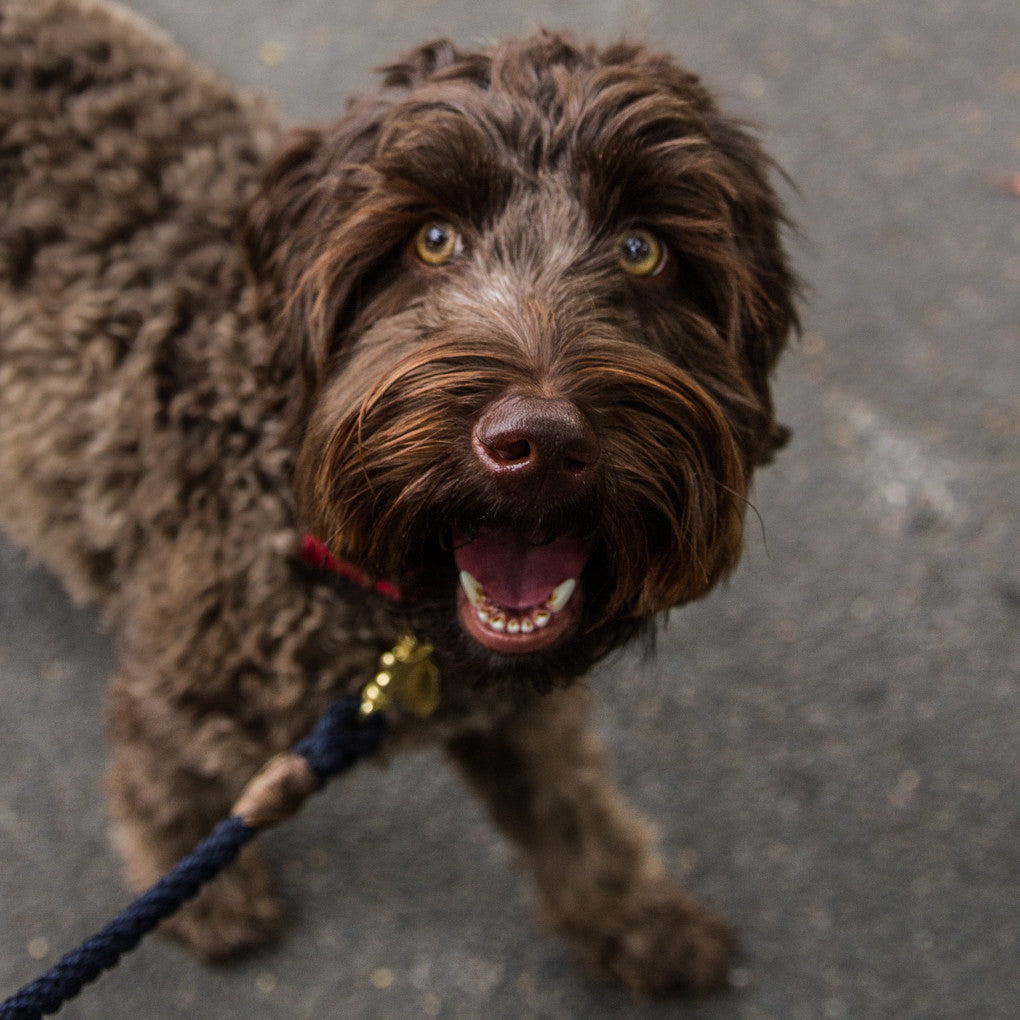 Royal Navy Rope Dog Leash