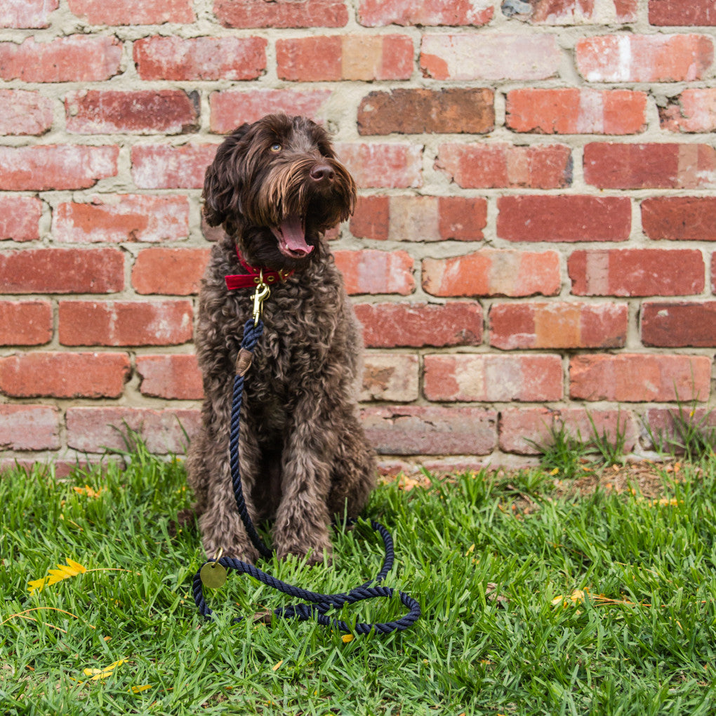 Royal Navy Rope Dog Leash