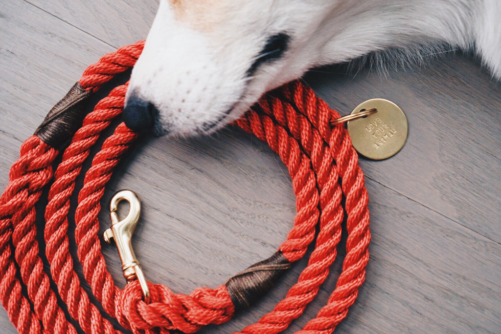 Red Rope Dog Leash