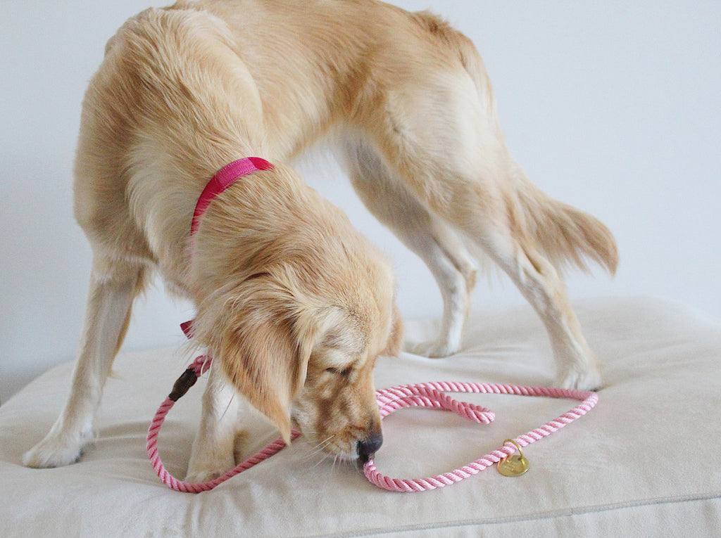 Rose Pink Rope Dog Leash