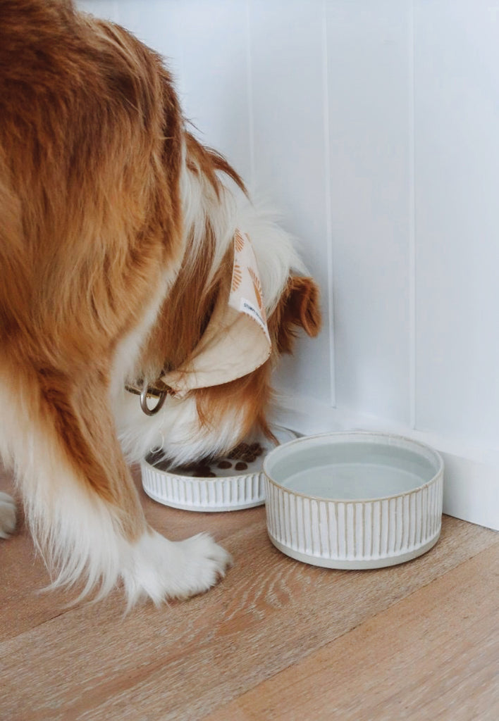 White Scalloped Ceramic Dog Water Bowl