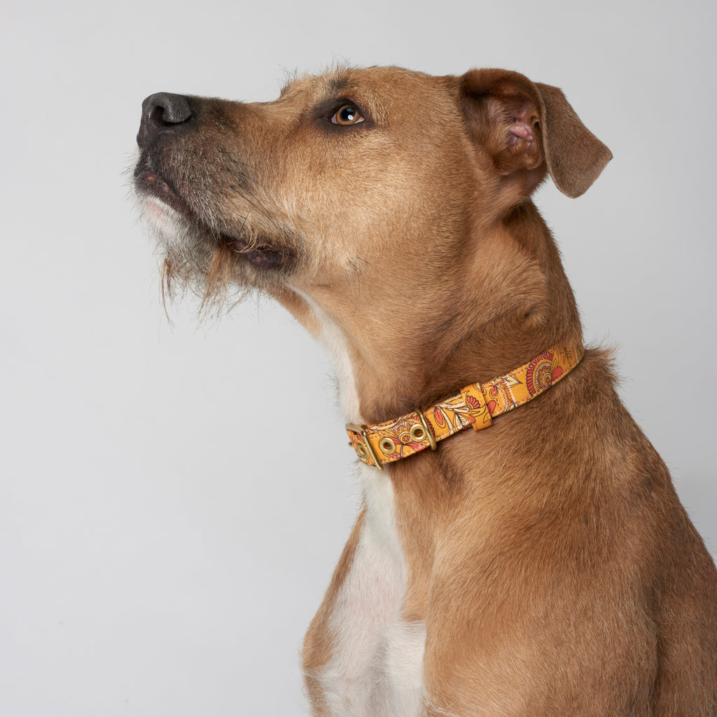 Designer Dog Collars, Australia's Coolest Pet Supplies