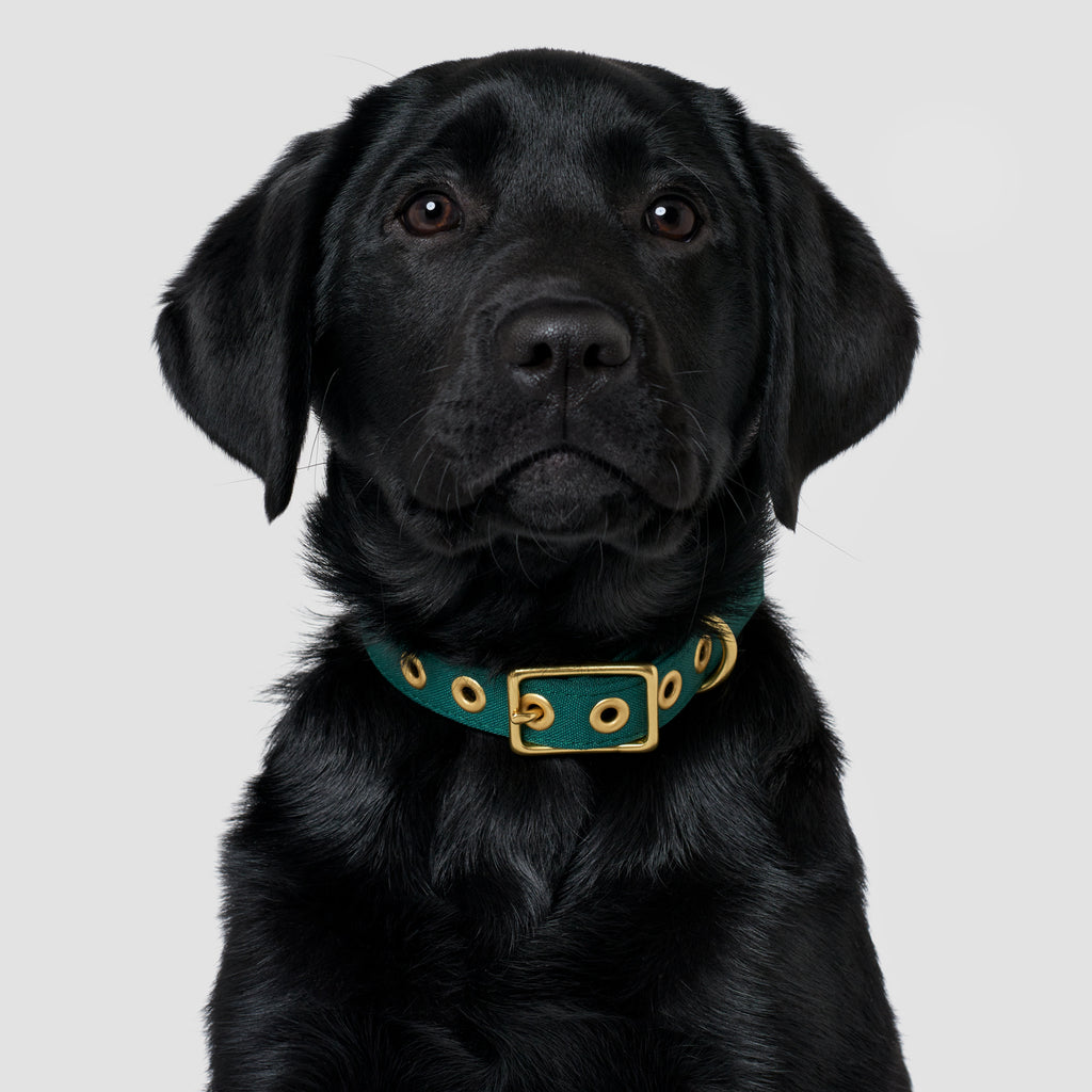 Forest Green Recycled Canvas Dog Collar