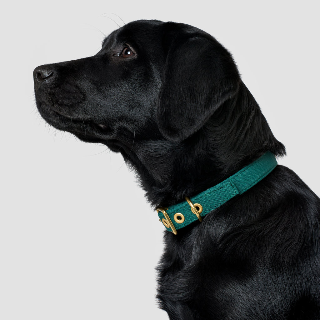 Forest Green Recycled Canvas Dog Collar