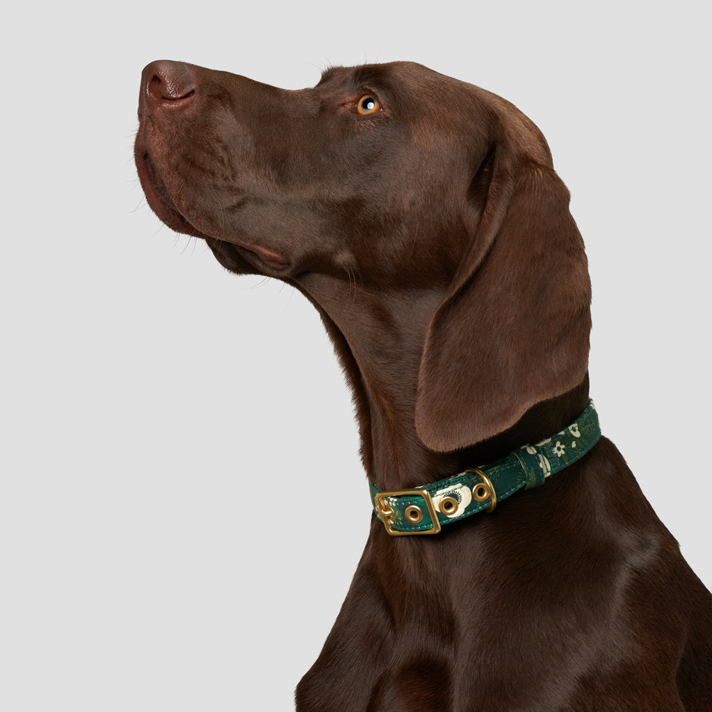 Winter Garden Designer Dog Collar