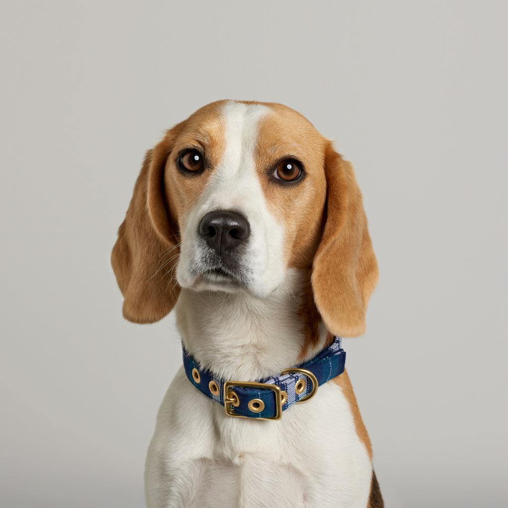 Blue Tartan Designer Dog Collar