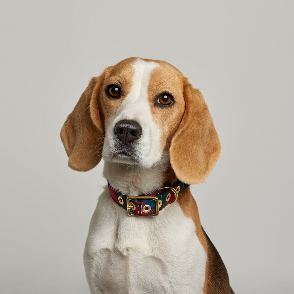 Red Tartan + Brass Cafe Collar