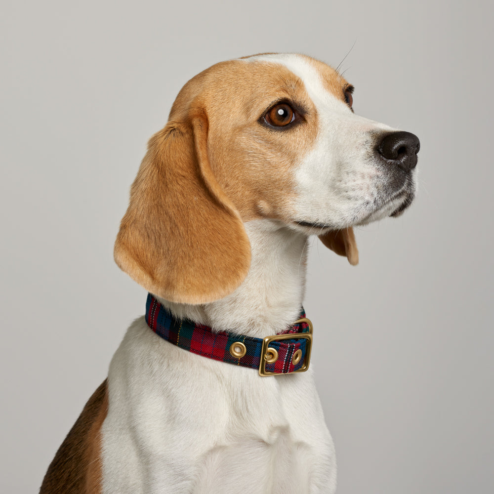 Red Tartan + Brass Cafe Collar